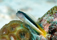 Ecsenius bicolor (Bicolor Coralblenny)
