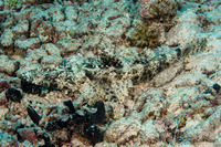 Cymbacephalus beauforti (Crocodile Flathead)