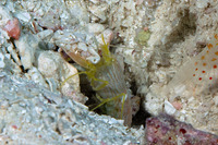 Alpheus sp.1 (White Saddle Snapping Shrimp)