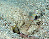 Alpheus sp.1 (White Saddle Snapping Shrimp)