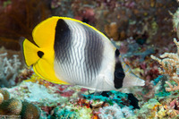Chaetodon ulietensis (Pacific Double-Saddle Butterflyfish)