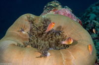 Amphiprion perideraion (Pink Anemonefish)