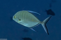 Carangoides orthogrammus (Island Jack)