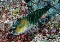 Hemigymnus melapterus (Blackeye Thicklip)