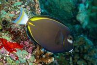 Acanthurus nigricans (Whitecheek Surgeonfish)