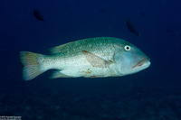 Lethrinus erythracanthus (Yellowfin Emperor)