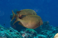 Siganus punctatus (Gold-Spotted Rabbitfish)
