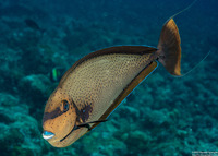 Naso vlamingii (Bignose Unicornfish)