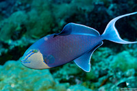 Odonus niger (Redtooth Triggerfish)