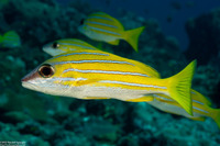Lutjanus kasmira (Bluestripe Snapper)