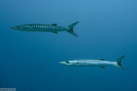 Sphyraena qenie (Blackfin Barracuda)