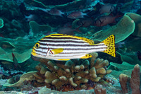 Plectorhinchus vittatus (Oriental Sweetlips)