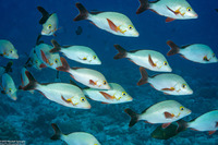 Lutjanus gibbus (Humpback Snapper)