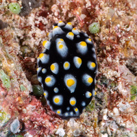 Phyllidia guamensis (Guam Phyllidia)