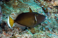 Sufflamen chrysopterum (Flagtail Triggerfish)