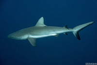 Carcharhinus amblyrhynchos (Gray Reef Shark)