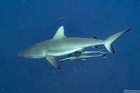 Echeneis naucrates (Sharksucker)