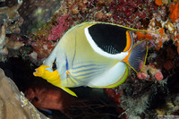Chaetodon ephippium (Saddled Butterflyfish)