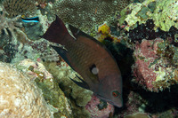 Epibulus brevis (Latent Slingjaw Wrasse)