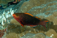 Scarus niger (Dusky Parrotfish)