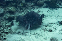 Urogymnus granulatus (Whitetail Stingray)