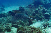 Urogymnus granulatus (Whitetail Stingray)
