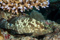 Epinephelus polyphekadion (Camouflage Grouper)