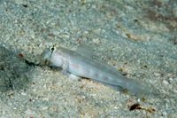 Gnatholepis anjerensis (Eyebar Goby)