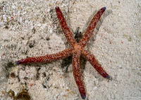 Linckia multifora (Multipore Sea Star)