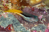 Ecsenius bicolor (Bicolor Coralblenny)