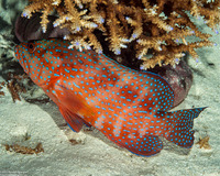 Cephalopholis miniata (Coral Grouper)