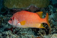 Sargocentron spiniferum (Sabre Squirrelfish)