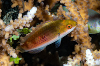 Cirrhilabrus cyanopleura (Bluesided Fairy Wrasse)