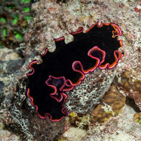 Pseudobiceros gloriosus (Glorious Flatworm)