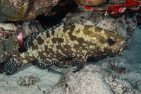Epinephelus polyphekadion (Camouflage Grouper)
