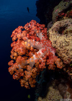 Dendronephthya sp.1 (Dendronephthya)