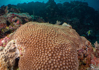 Diploastrea heliopora (Honeycomb Coral)