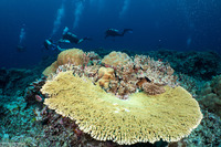 Acropora hyacinthus (Hyacinth Table Coral)