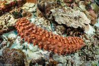 Thelenota ananas (Pineapple Sea Cucumber)