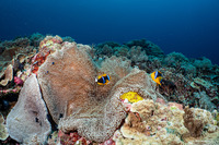 Amphiprion chrysopterus (Orangefin Anemonefish)