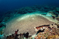 Acropora cytherea (Table Coral)