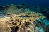 Acropora robusta (Robust Acropora)