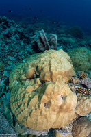 Porites sp.1 (Porites sp.1)