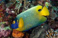 Pomacanthus xanthometopon (Yellow-Mask Angelfish)