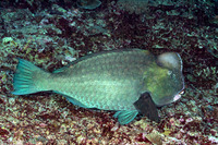 Bolbometopon muricatum (Bumphead Parrotfish)