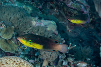 Anampses twistii (Yellow-Breasted Wrasse)