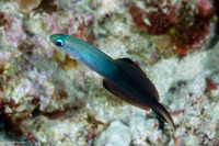 Ptereleotris evides (Twotone Dartfish)