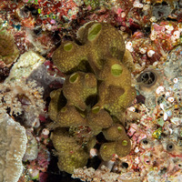 Pericharax heteroraphis (Pericharax heteroraphis)