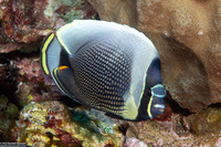 Chaetodon reticulatus (Reticulated Butterflyfish)