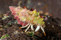 Calcinus minutus (White Hermit Crab)